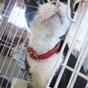スコティッシュ系？大きなグリーン目のクロ白ちゃん サムネイル5