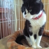 スコティッシュ系？大きなグリーン目のクロ白ちゃん サムネイル6