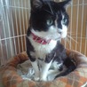 スコティッシュ系？大きなグリーン目のクロ白ちゃん サムネイル7