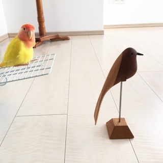 里親募集しています