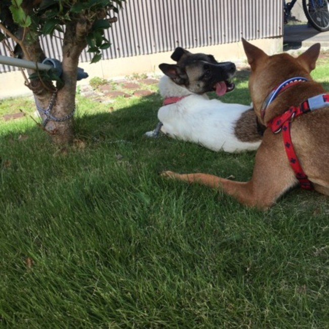 FUJITANのカバー写真