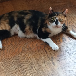 こあら鼻の まーち 里親さん募集中です