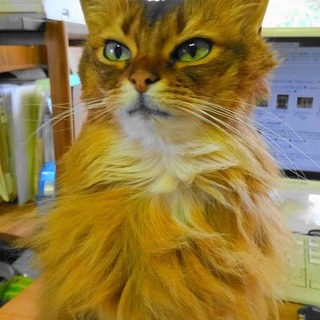 甘えん坊で気立ての良いソマリの女の子です。