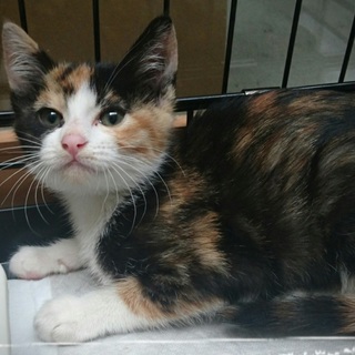 【おうち決定！】美猫姉妹③元気で明るいルビー