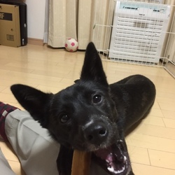 「ハゲるんじゃないかと」サムネイル2