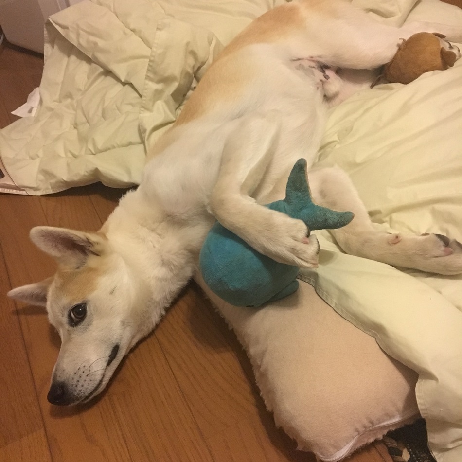 きなこのカバー写真