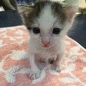 ☆☆赤ちゃん猫☆☆
