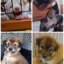 第60回 BONにゃん 譲渡会