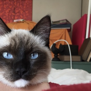 シャム風の人懐っこい男の子