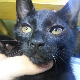 元気な黒猫のオス