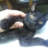 元気な黒猫のオス サムネイル2