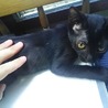 元気な黒猫のオス サムネイル3