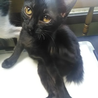 おとなしい黒猫のメス