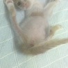 生き延びた３００ｇの子猫　 サムネイル7