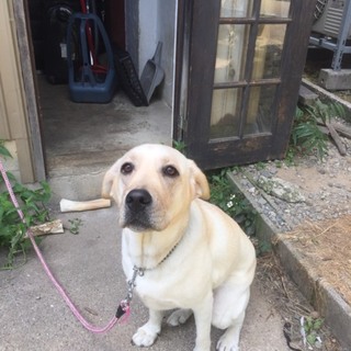 ラブラドール　女の子　良血統　しつけ万全　1歳