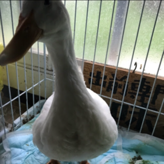 再募 アヒル里親