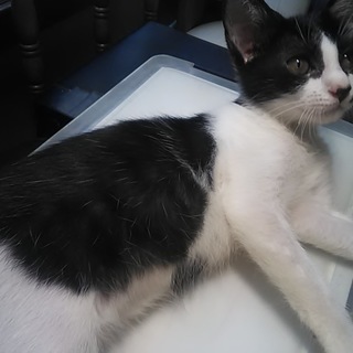 白黒ぶちのメス