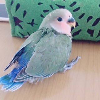 コザクラインコの赤ちゃん