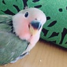 コザクラインコの赤ちゃん サムネイル2