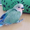 コザクラインコの赤ちゃん サムネイル3