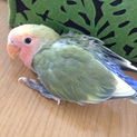 コザクラインコの赤ちゃん2