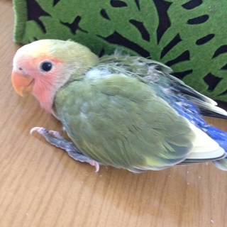 コザクラインコの赤ちゃん2