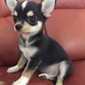 おちゃめなリリーちゃん愛知県のI様の家族に決定！
