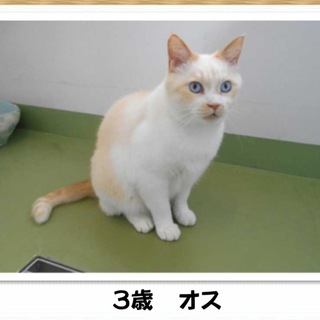 可愛い茶白ニャンです