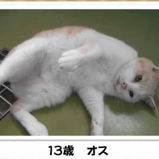 人慣れしている茶白くんです