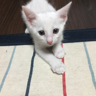 子猫の里親さん募集中(男の子)