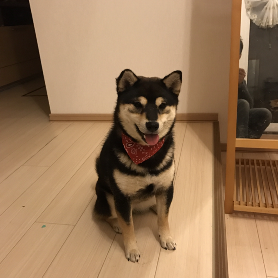 マキのカバー写真