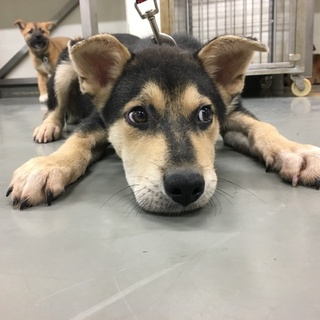 男気感じる歌舞伎顔の黒龍くん