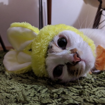 ねこうさぎちゃん
