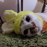 ねこうさぎちゃん