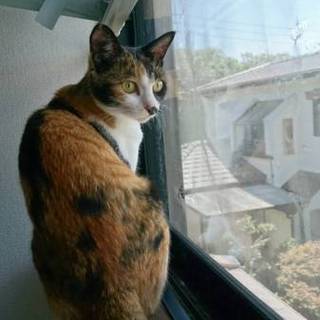 あたしのお家はどこ？ お鼻に模様のミケ