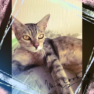 きなこちゃん　　　推定２～３歳の女の子