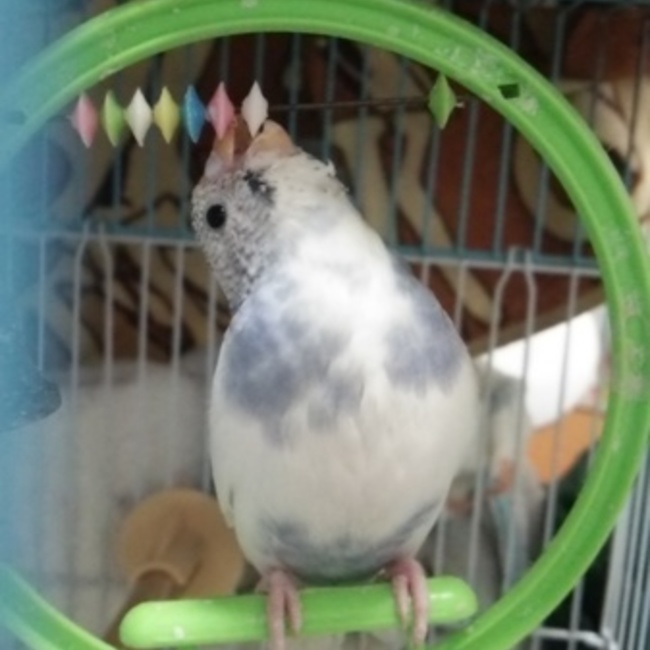 エンジュのカバー写真