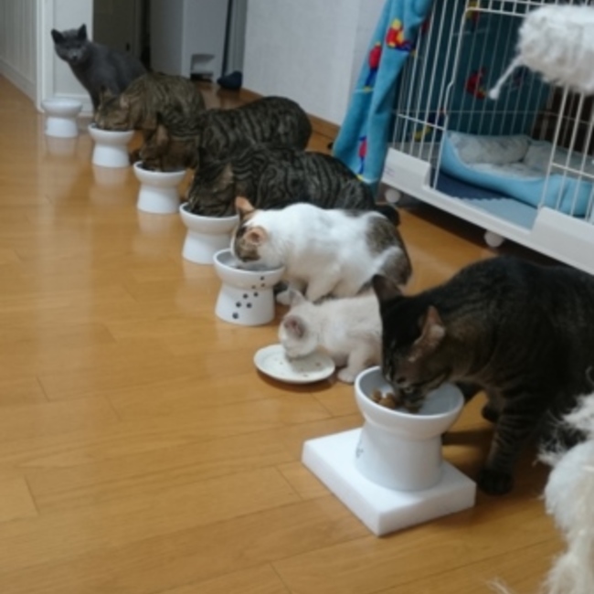 とらピヨ9のカバー写真