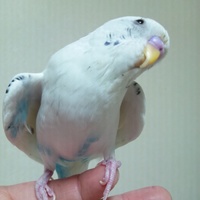 敬助