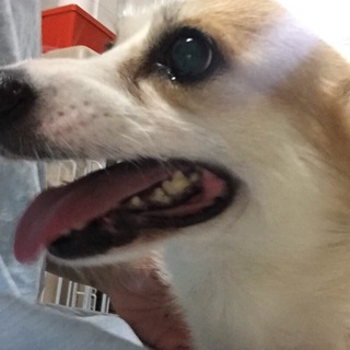 甘えん坊のミミちゃん☆コーギーちゃん