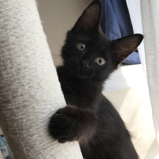 ★長毛チビクロ★カレンちゃん