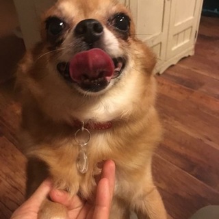 お目目パッチリ☆チャコちゃん☆チワワ