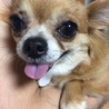 お目目パッチリ☆チャコちゃん☆チワワ サムネイル3