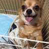 お目目パッチリ☆チャコちゃん☆チワワ サムネイル4