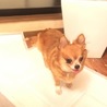 お目目パッチリ☆チャコちゃん☆チワワ サムネイル5