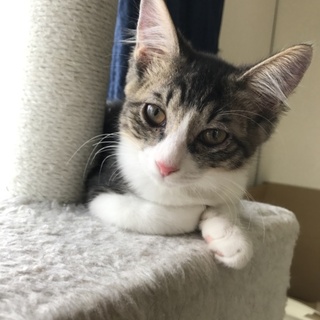 ★長毛フワフワ★キジ白女の子