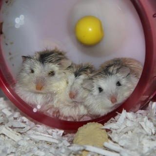 ロボロフスキーハムスターの里親さんを募集します。