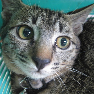 お目目クリクリキジ猫ちゃん☆