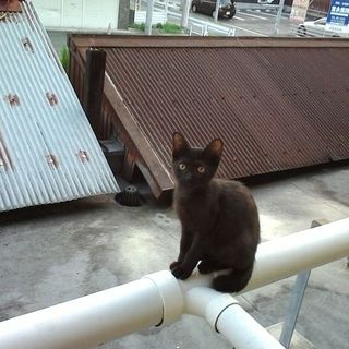 避妊済みクロ仔猫