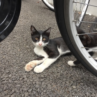 急募！模様のかわいい子猫ちゃん！